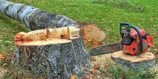 Best Tree Risk Assessment  in Durham, OR